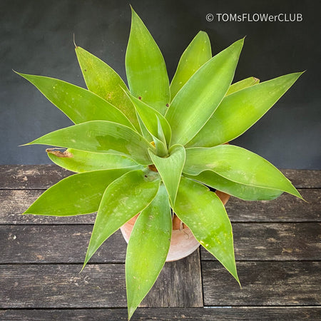 Agave Attenuata, sun loving succulent plants for sale by TOMs FLOWer CLUB