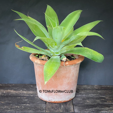 Agave Attenuata, sun loving succulent plants for sale by TOMs FLOWer CLUB