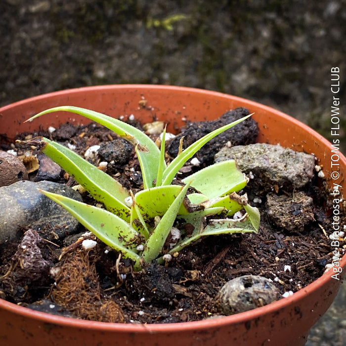 Agave bracteosa spider agave rare soft leaf succulent architectural plant for sale at TOMs FLOWer CLUB from own propagation plant collection