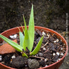 Agave bracteosa close-up arching spineless leaves elegant succulent for sale at TOMs FLOWer CLUB from own plant collection