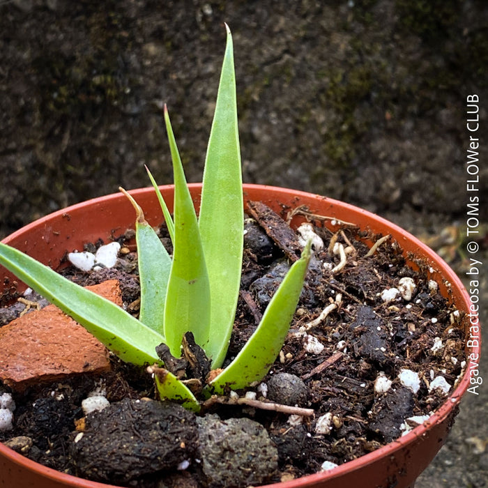 Agave bracteosa close-up arching spineless leaves elegant succulent for sale at TOMs FLOWer CLUB from own plant collection