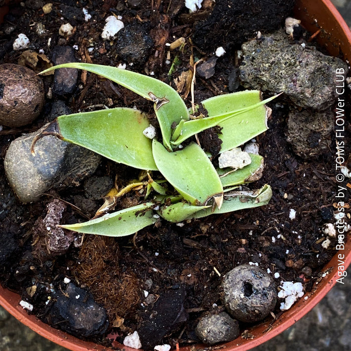 rare Agave bracteosa fountain shaped agave soft leaf succulent drought tolerant plant for sale at TOMs FLOWer CLUB from own propagation