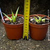Agave bracteosa spider agave ornamental garden succulent architectural rosette plant for sale at TOMs FLOWer CLUB from own collection