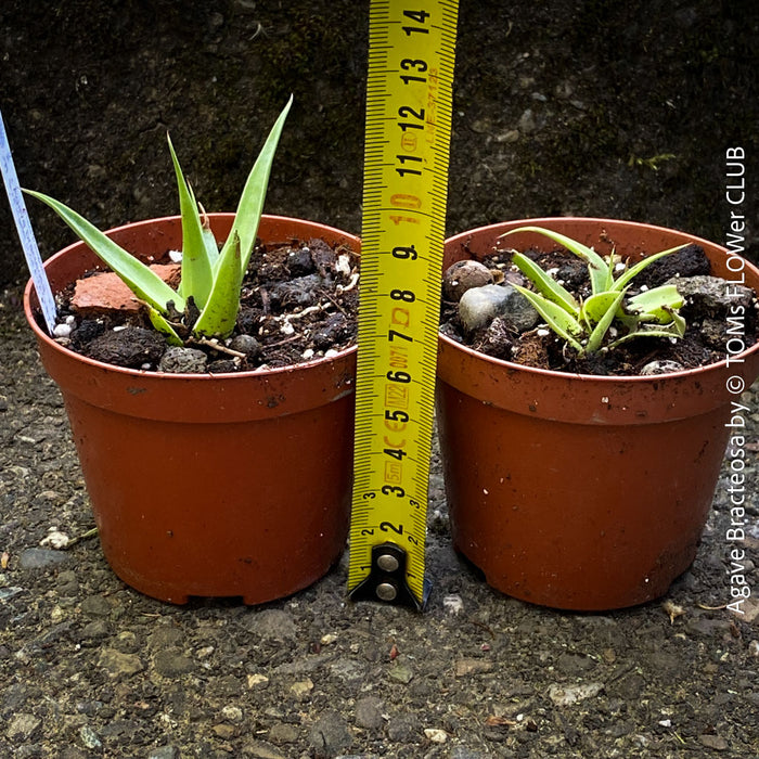 Agave bracteosa spider agave ornamental garden succulent architectural rosette plant for sale at TOMs FLOWer CLUB from own collection