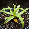 Agave bracteosa detailed green arching leaves spineless agave collector plant for sale at TOMs FLOWer CLUB from own propagation