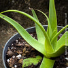 Agave bracteosa soft leaf agave Mediterranean style garden plant drought resistant succulent for sale at TOMs FLOWer CLUB from own collection