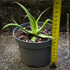 Agave bracteosa clumping rosette succulent rare architectural plant for sunny garden for sale at TOMs FLOWer CLUB from own propagation