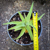 Agave bracteosa spider agave natural form soft leaves outdoor succulent plant for sale at TOMs FLOWer CLUB from own plant collection
