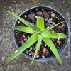 Agave bracteosa elegant fountain agave decorative xeriscape plant for sale at TOMs FLOWer CLUB from own propagation collection