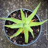 Agave bracteosa potted succulent well-draining soil architectural agave plant for sale at TOMs FLOWer CLUB from own collection