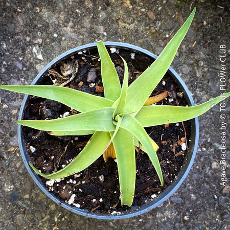 Agave bracteosa potted succulent well-draining soil architectural agave plant for sale at TOMs FLOWer CLUB from own collection