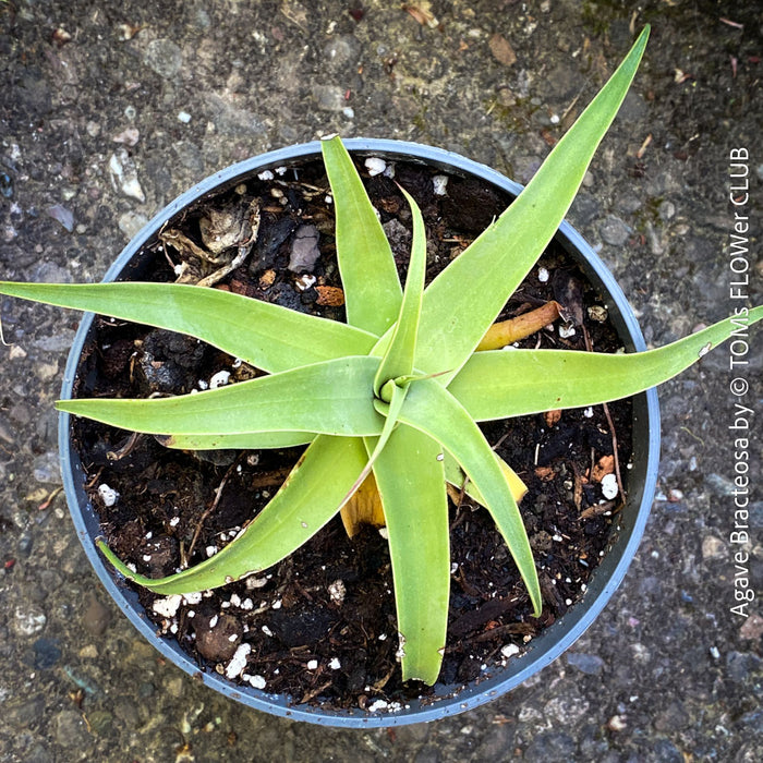 Agave bracteosa potted succulent well-draining soil architectural agave plant for sale at TOMs FLOWer CLUB from own collection