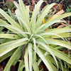 Agave bracteosa for sale at TOMs FLOWer CLUB from own propagation collection