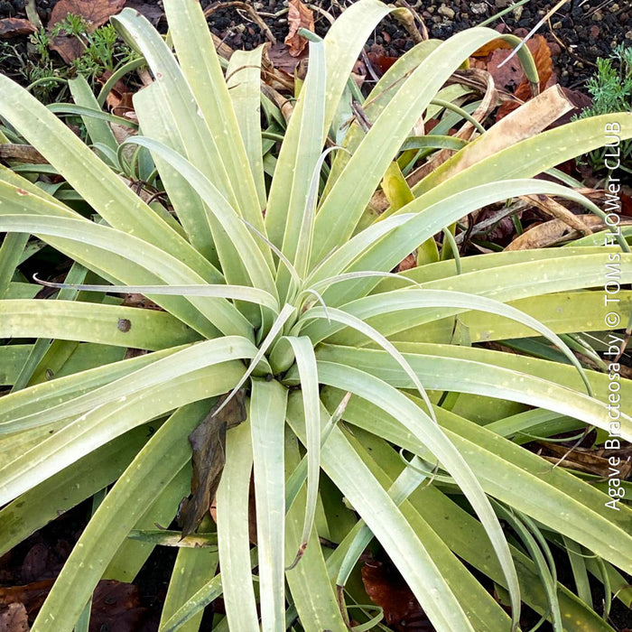Agave bracteosa for sale at TOMs FLOWer CLUB from own propagation collection