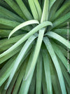 Agave bracteosa plant for sale at TOMs FLOWer CLUB from own propagation collection