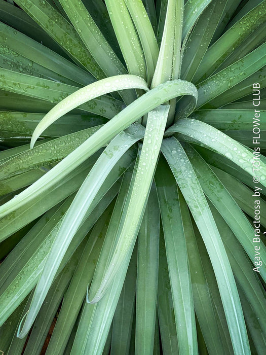 Agave bracteosa plant for sale at TOMs FLOWer CLUB from own propagation collection