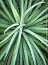 Leaf detail of Agave bracteosa plant for sale at TOMs FLOWer CLUB from own propagation collection