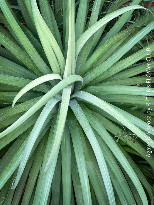 Leaf detail of Agave bracteosa plant for sale at TOMs FLOWer CLUB from own propagation collection