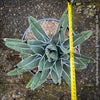 Agave Ferdinandi-Regis by TOMs FLOWer CLUB, Pinguino, King Ferdinand Agave, King of the Agaves, King agave, King Ferdinand's agave, dessert plants, low maintenance plantsorganically grown succulent plants for sale.