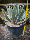 Agave Ferdinandi-Regis by TOMs FLOWer CLUB, Pinguino, King Ferdinand Agave, King of the Agaves, King agave, King Ferdinand's agave, dessert plants, low maintenance plantsorganically grown succulent plants for sale.