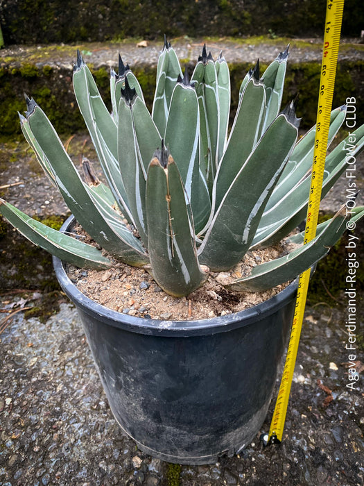 Agave Ferdinandi-Regis by TOMs FLOWer CLUB, Pinguino, King Ferdinand Agave, King of the Agaves, King agave, King Ferdinand's agave, dessert plants, low maintenance plantsorganically grown succulent plants for sale.