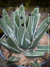 Agave Ferdinandi-Regis by TOMs FLOWer CLUB, Pinguino, King Ferdinand Agave, King of the Agaves, King agave, King Ferdinand's agave, dessert plants, low maintenance plantsorganically grown succulent plants for sale.