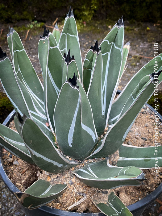 Agave Ferdinandi-Regis by TOMs FLOWer CLUB, Pinguino, King Ferdinand Agave, King of the Agaves, King agave, King Ferdinand's agave, dessert plants, low maintenance plantsorganically grown succulent plants for sale.