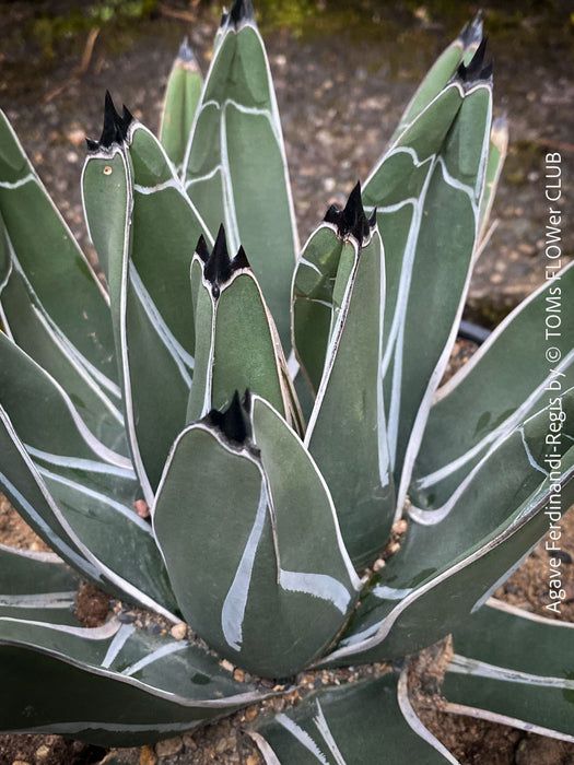 Agave Ferdinandi-Regis by TOMs FLOWer CLUB, Pinguino, King Ferdinand Agave, King of the Agaves, King agave, King Ferdinand's agave, dessert plants, low maintenance plantsorganically grown succulent plants for sale.