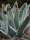 Agave Ferdinandi-Regis by TOMs FLOWer CLUB, Pinguino, King Ferdinand Agave, King of the Agaves, King agave, King Ferdinand's agave, dessert plants, low maintenance plantsorganically grown succulent plants for sale.