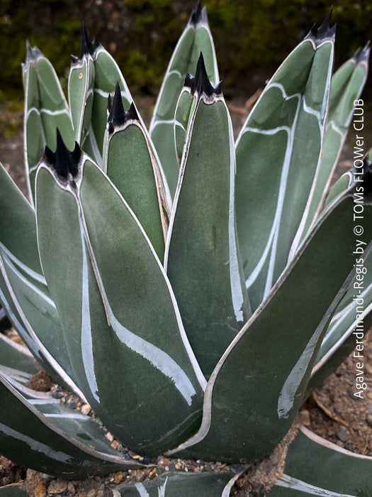 Agave Ferdinandi-Regis by TOMs FLOWer CLUB, Pinguino, King Ferdinand Agave, King of the Agaves, King agave, King Ferdinand's agave, dessert plants, low maintenance plantsorganically grown succulent plants for sale.