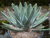 Agave Ferdinandi-Regis by TOMs FLOWer CLUB, Pinguino, King Ferdinand Agave, King of the Agaves, King agave, King Ferdinand's agave, dessert plants, low maintenance plantsorganically grown succulent plants for sale.