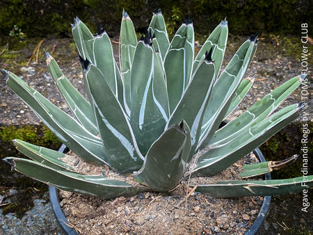 Agave Ferdinandi-Regis by TOMs FLOWer CLUB, Pinguino, King Ferdinand Agave, King of the Agaves, King agave, King Ferdinand's agave, dessert plants, low maintenance plantsorganically grown succulent plants for sale.