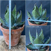 Agave Ferox, sun loving succulent plants for sale by TOMs FLOWer CLUB.