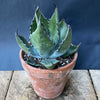 Agave Ferox, sun loving succulent plants for sale by TOMs FLOWer CLUB.