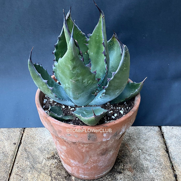 Agave Ferox, sun loving succulent plants for sale by TOMs FLOWer CLUB.