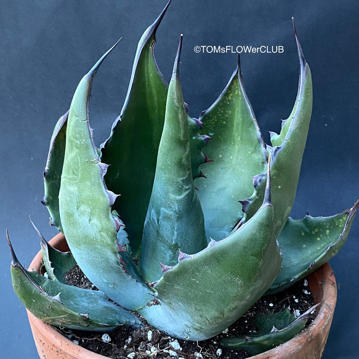 Agave Ferox, sun loving succulent plants for sale by TOMs FLOWer CLUB.