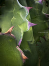 Agave Ferox, sun loving succulent plants for sale by TOMs FLOWer CLUB.