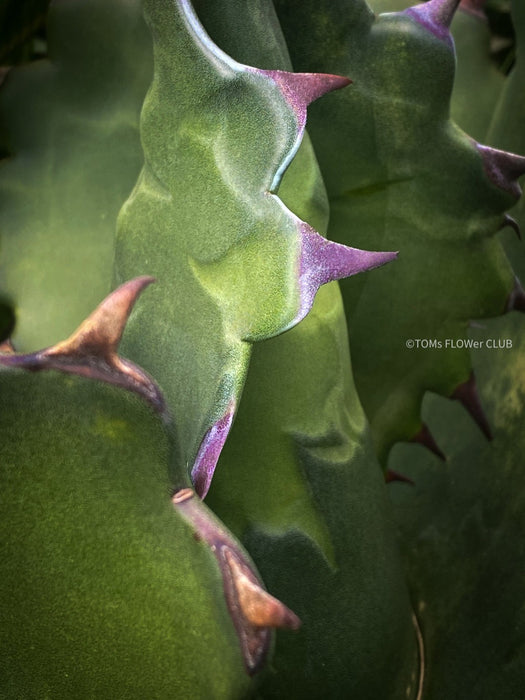 Agave Ferox, sun loving succulent plants for sale by TOMs FLOWer CLUB.