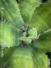 Agave Ferox, detail of the leaves, sun loving succulent plants for sale by TOMs FLOWer CLUB.