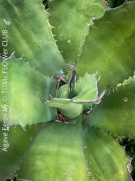 Agave Ferox, detail of the leaves, sun loving succulent plants for sale by TOMs FLOWer CLUB.
