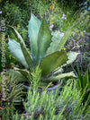 Agave Ferox in the succulent collection, baby plants from own propagation, sun loving succulent plants for sale by TOMs FLOWer CLUB.