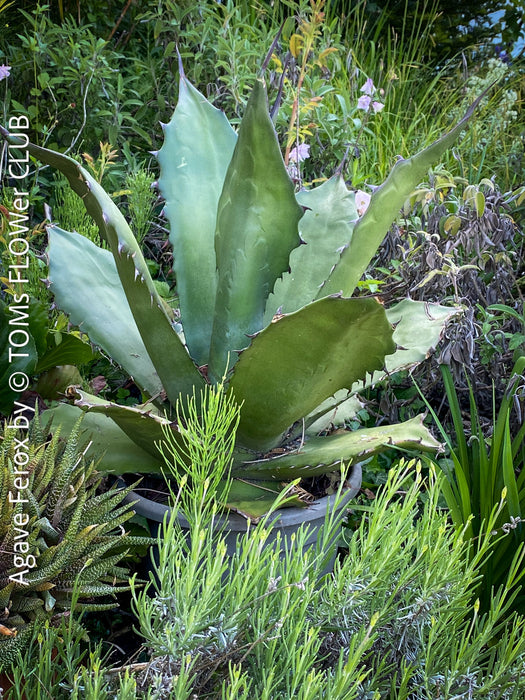 Agave Ferox in the succulent collection, baby plants from own propagation, sun loving succulent plants for sale by TOMs FLOWer CLUB.