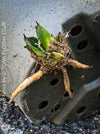 Agave Ferox, survivor, baby plants from own propagation, sun loving succulent plants for sale by TOMs FLOWer CLUB.