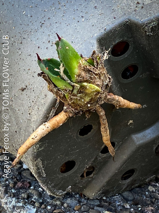 Agave Ferox, survivor, baby plants from own propagation, sun loving succulent plants for sale by TOMs FLOWer CLUB.