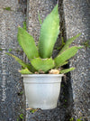 Agave Ferox, sun loving succulent plants for sale by TOMs FLOWer CLUB.