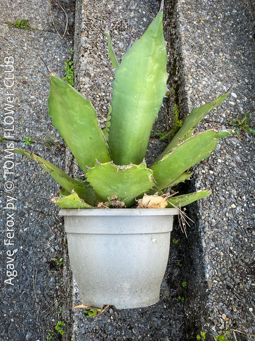 Agave Ferox, sun loving succulent plants for sale by TOMs FLOWer CLUB.