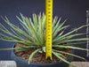Agave Filifera, frost resistant succulents, hardy agave, low maintenance plants, sun loving succulent plants for sale by TOMs FLOWer CLUB.
