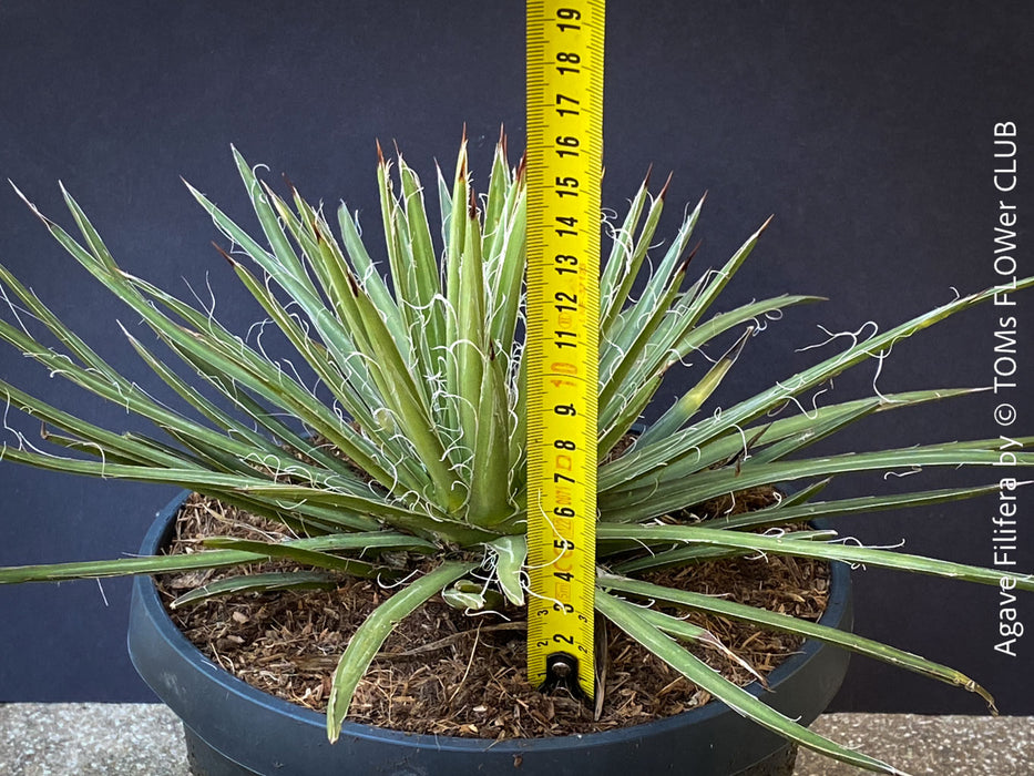 Agave Filifera, frost resistant succulents, hardy agave, low maintenance plants, sun loving succulent plants for sale by TOMs FLOWer CLUB.