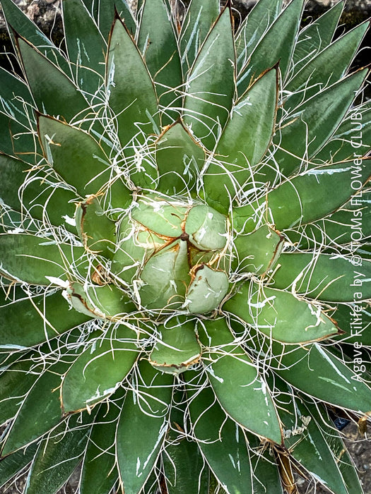 Agave Filifera, frost resistant succulents, hardy agave, low maintenance plants, sun loving succulent plants for sale by TOMs FLOWer CLUB.