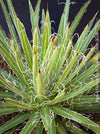 Agave Filifera, frost resistant succulents, hardy agave, low maintenance plants, sun loving succulent plants for sale by TOMs FLOWer CLUB.